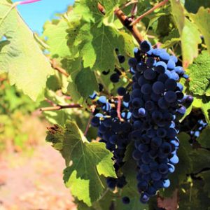 carmenere-detalle