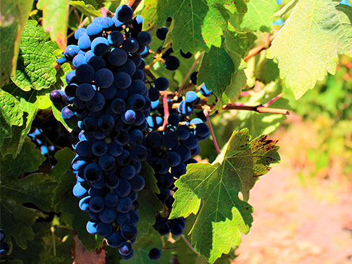 cepa-cabernet