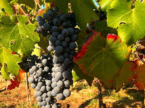 cepa-carmenere