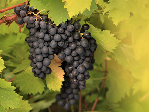 cepa-cinsault