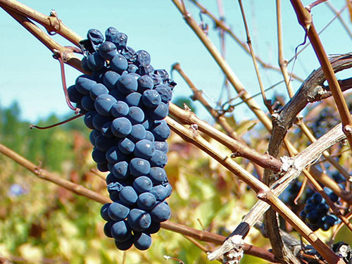 cepa-pinot