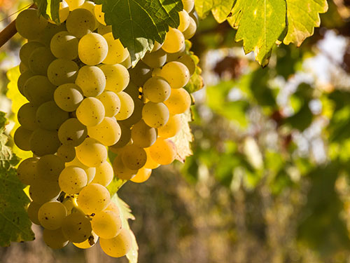 cepa-sauvignon-blanc