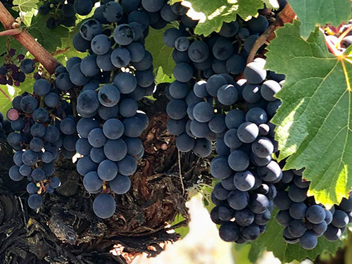 historia-cepa-malbec